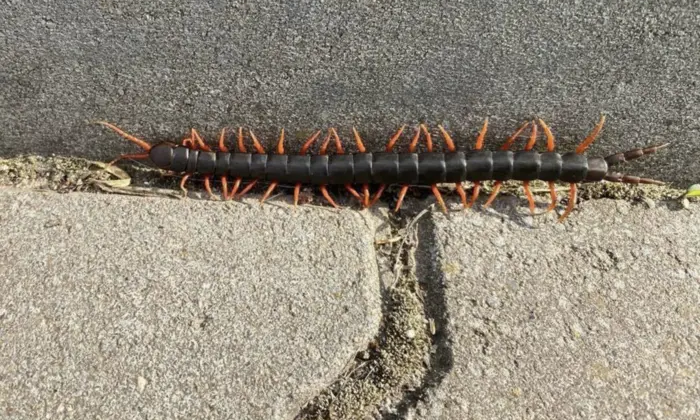 Зображення отруйних багатоніжок на Одещині