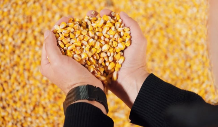 Ukrainian farm Flora supported by ARISE