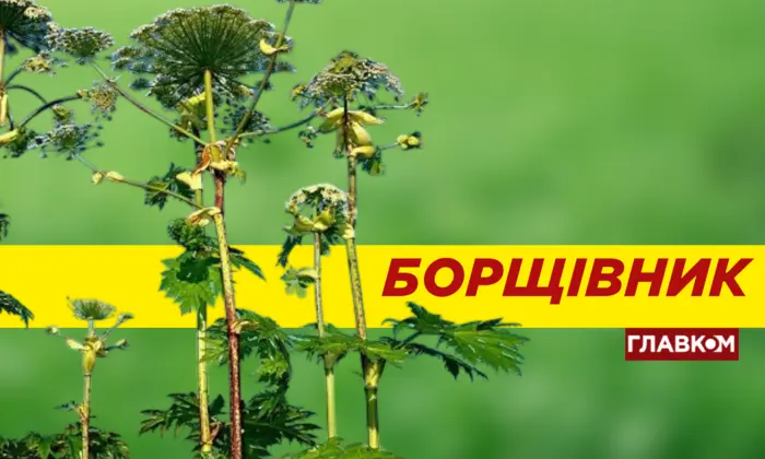 Ядовитый борщевик в природе