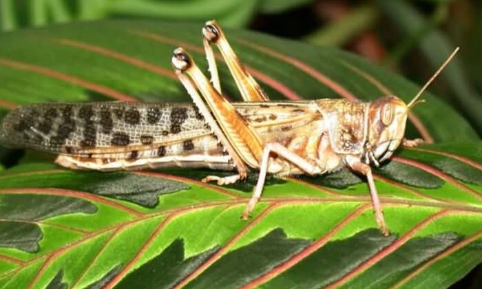 Locusts are a dangerous pest for the regions