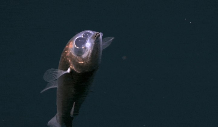 Barreleye fish at 710 meters depth