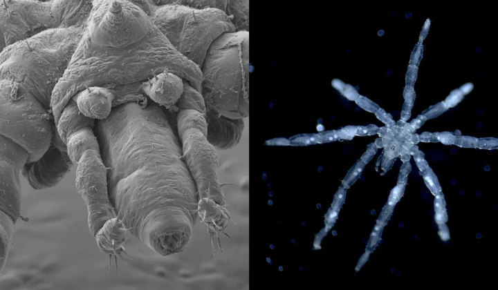 New species of sea spiders in Canada