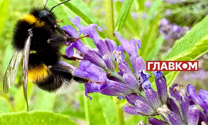 Прогноз погоди на серпень від синоптиків