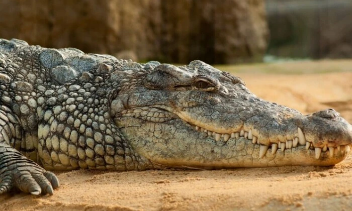Крокодили на вулицях Іспанії