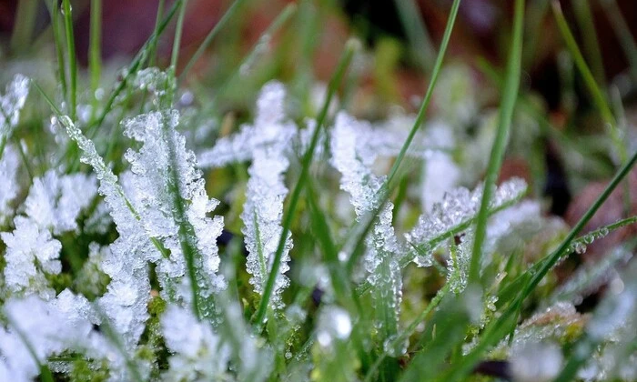 Снежная крига на фоне весенних цветов