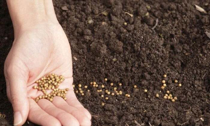 Наслідки квітневих заморозків для посівів зернових