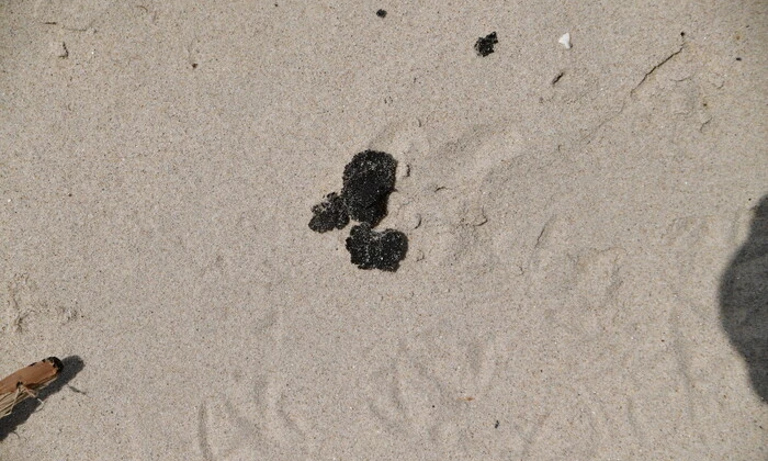 Забруднений мазутом пляж в Одесі