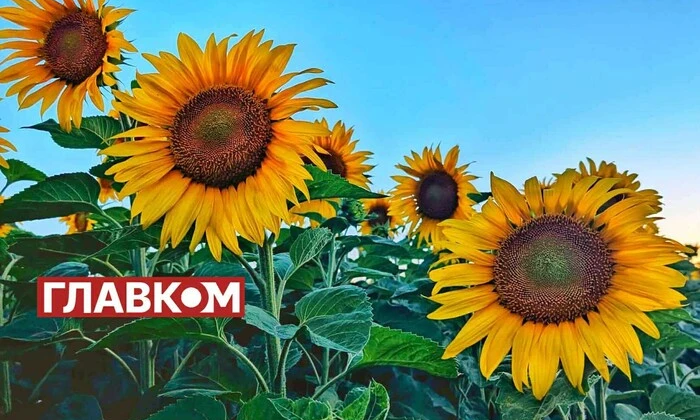 Солнце палит над Украиной