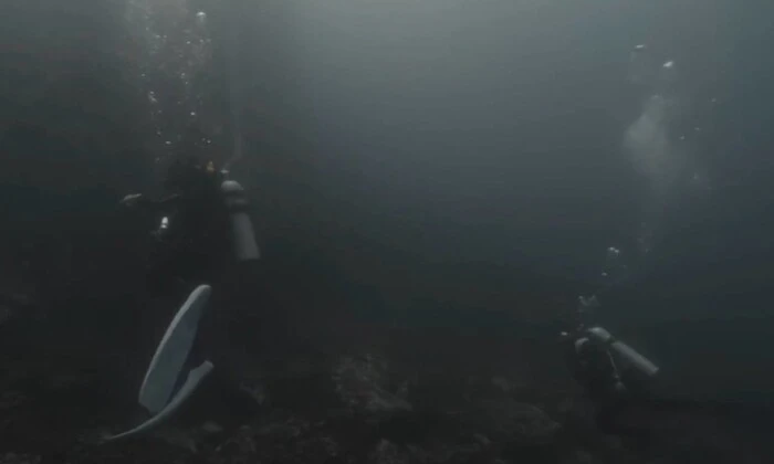 Акули напали на російських дайверів