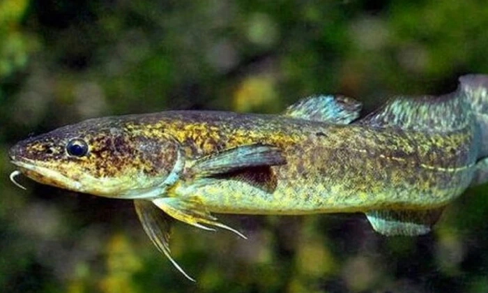 Риба з Червоної книги в Україні