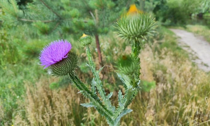 Пустыня в Украине до 2050 года