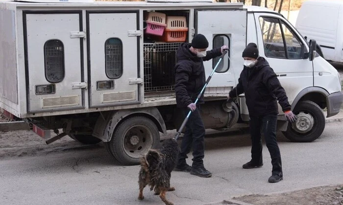 30 собак у квартирі запорізького мешканця