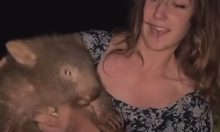 Американка украла вомбата і шокувала австралійців