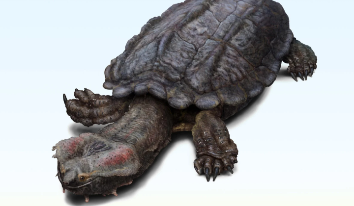 Extinct species of turtle Chelus colombiana