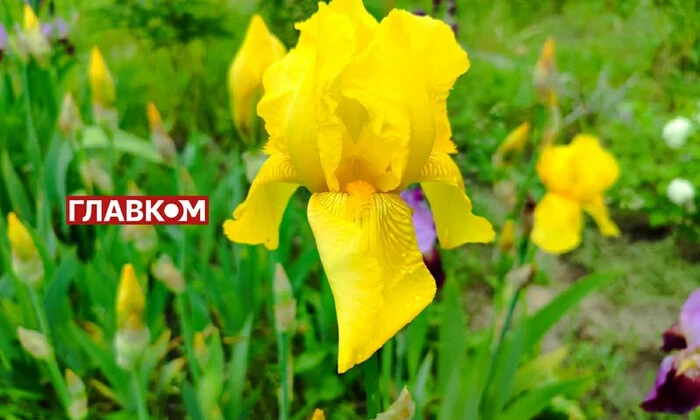 УКРАИНА 11 Июля: облачно, дождь