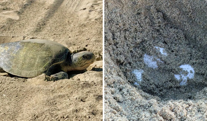 гнездование морских черепах на пляжах