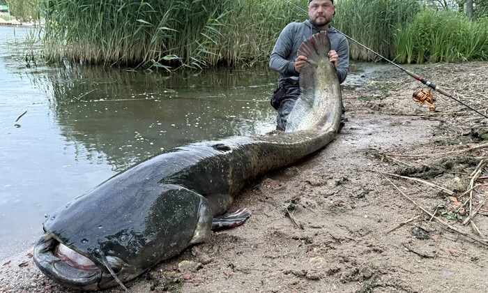 Польский рыбак с сомом-гигантом
