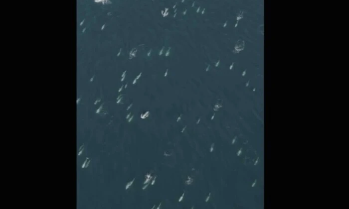 Тысячи дельфинов на ночной вечеринке