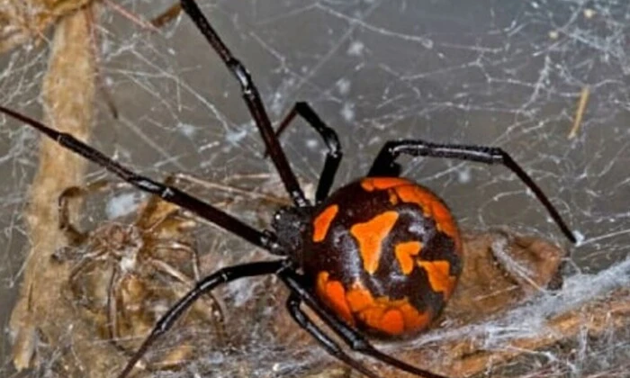 Закриття великого порту в Німеччині