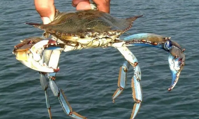 Blue crab in the Black Sea