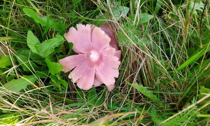 Рідкісний гриб в Україні: важливість вивчення