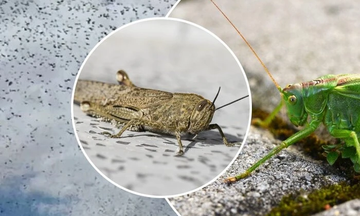 Locusts damage crops in the agricultural sector