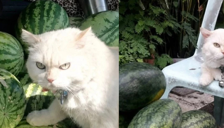 Кот-охранник дынь