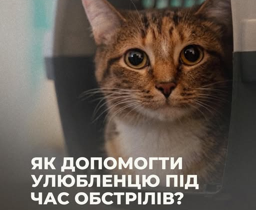 Собака тримається під час вибуху