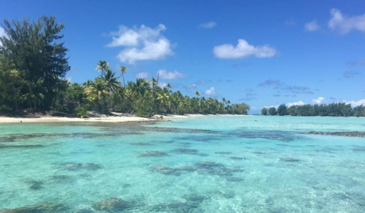 Green turtles on Marlon Brando's atoll