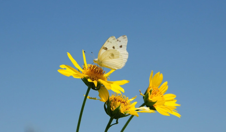 Scientists have rewritten the number of insect species