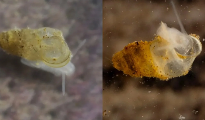 Blind cave snail with semi-transparent shell