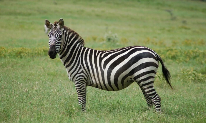 Экзотические животные в политике: зебры и акулы