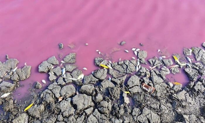 Риба загинула від рожевої води
