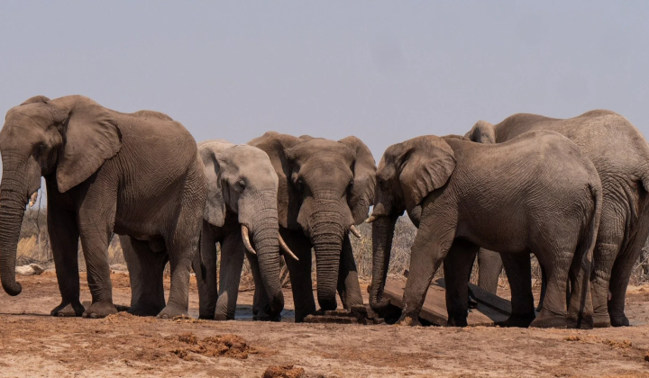 Elephants adapting to prolonged drought in Botswana