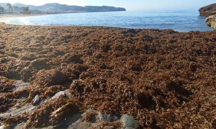 Кілька тон водоростей на іспанському пляжі