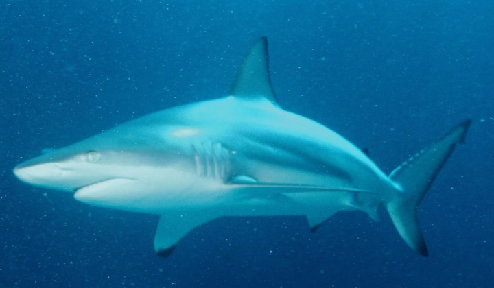 Great hammerhead sharks react to sounds