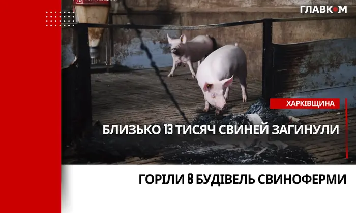 Фото российского дрона над свинарником