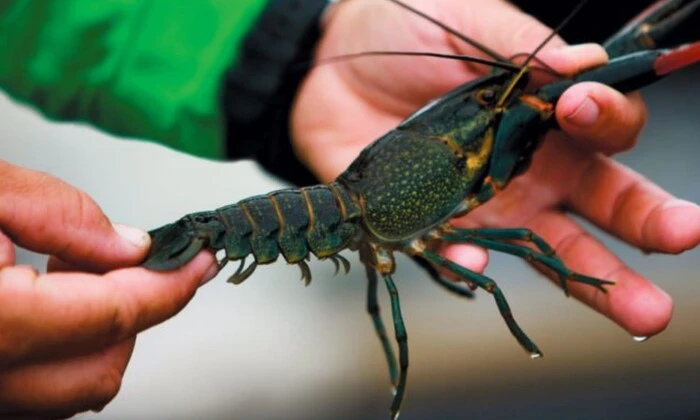 Три види раків в водоймах України
