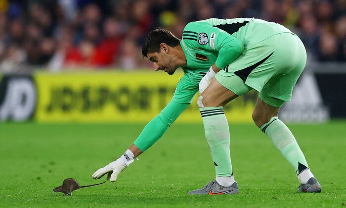 Величезний щур у грі Уельс - Бельгія