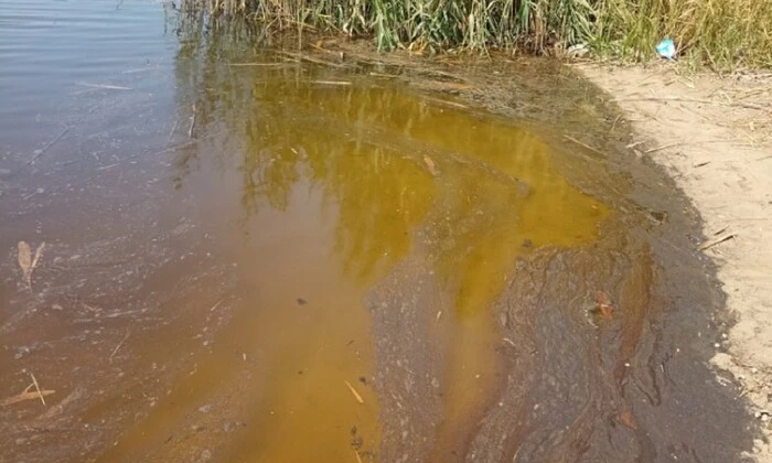 Риба загинула в річці Вовча