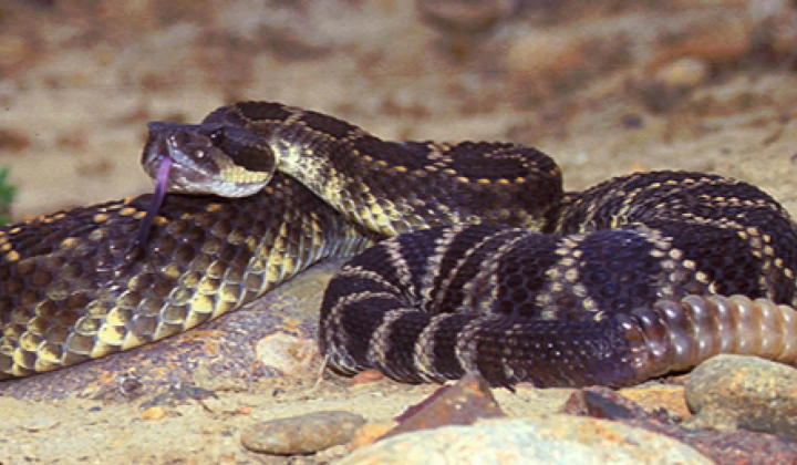 Antidote based on proteins of venomous snake