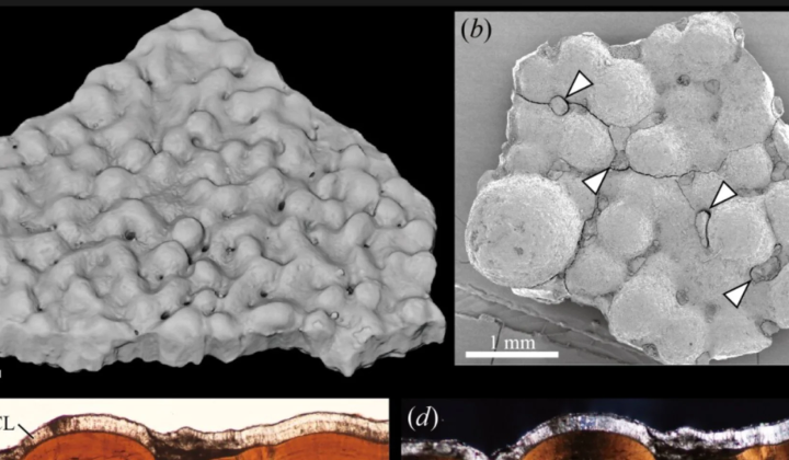 Fragments of titanosaur eggshell in Patagonia
