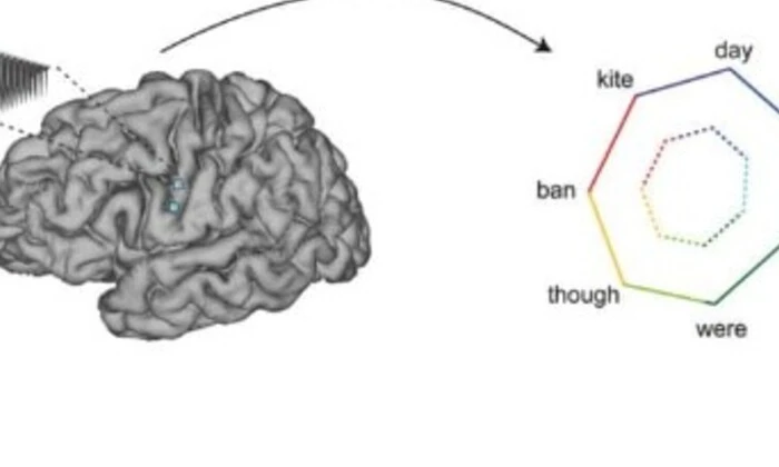 Мозговая волна интерфейсирует с искусственным интеллектом