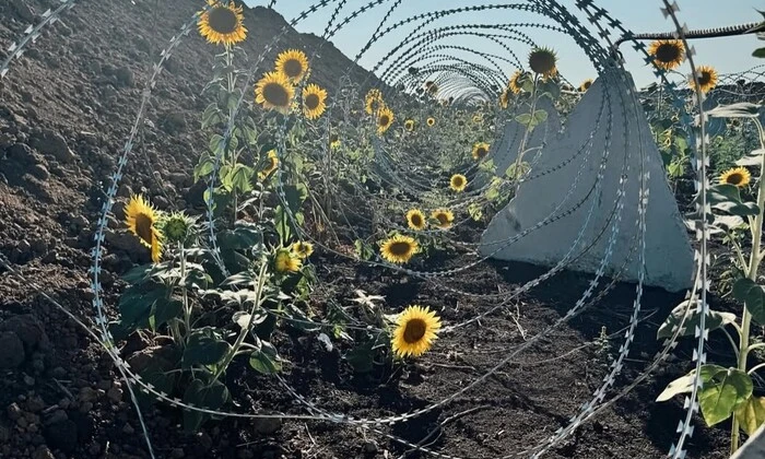 Соняшники среди фортификаций на Донеччині
