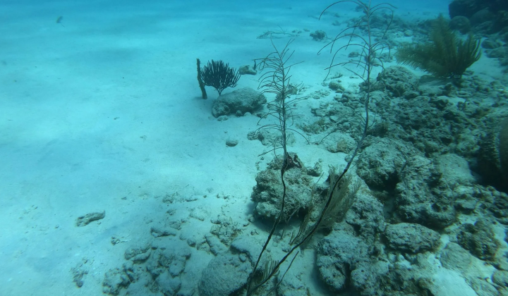 Scientists have recorded the birth of oceanic crust