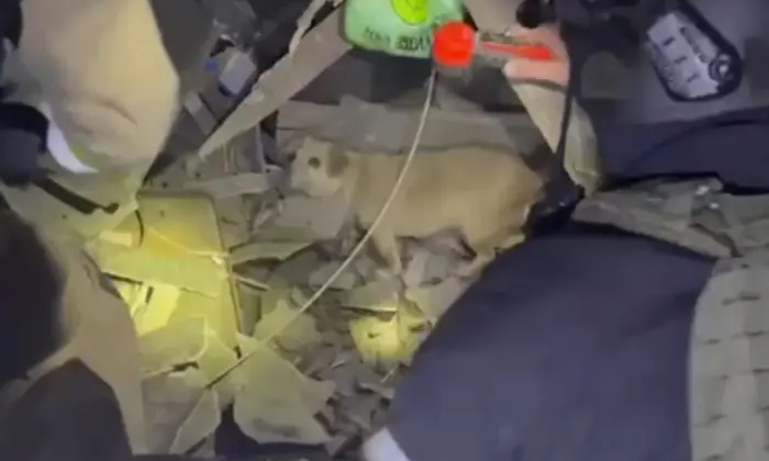 Нічна атака на Сумщині. Рятувальники знаходять песика