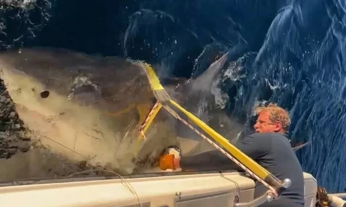 Найбільша біла акула на шляху