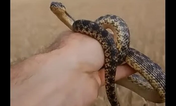 Найбільші змії Європи в Україні