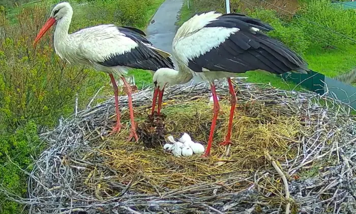Пташенята у лелек Одарки та Грицика