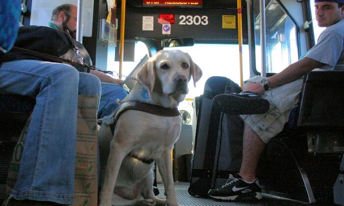 Перевозка животных в автобусах